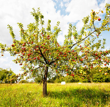 Auf einer grünen Wiese steht ein mit roten Äpfeln voll hängender Apfelbaum.