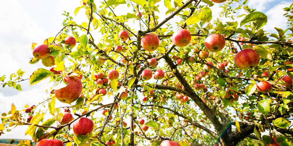 Ein mit roten Äpfeln voll hängender Apfelbaum.