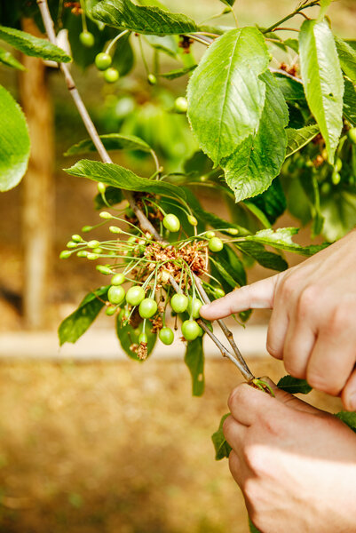 Eine Hand mit ausgestrecktem kleinen Finger deutet auf kleine, noch grüne Kirschen an einem Baum.