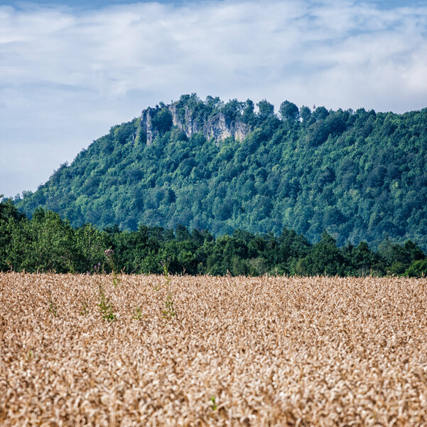 Im Vordergrund ist ein Weizenfeld zu sehen. Im Hintergrund erhebt sich ein bewaldeter Berg, aus dem graue Felsen zum Vorschein kommen.