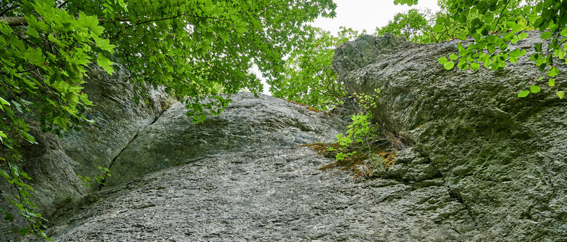 In einem Wald erhebt sich eine mächtige, graue Felswand.