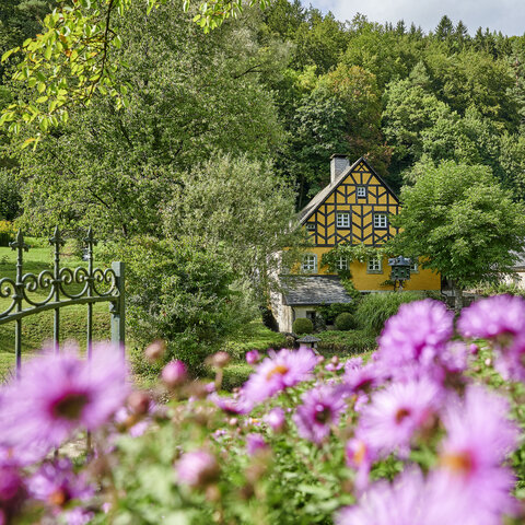 Im Hintergrund zwischen grünen Bäumen steht ein gelb-braunes Fachwerkhaus und eine Scheune. Im Vordergrund sind lilafarbene Blumen.