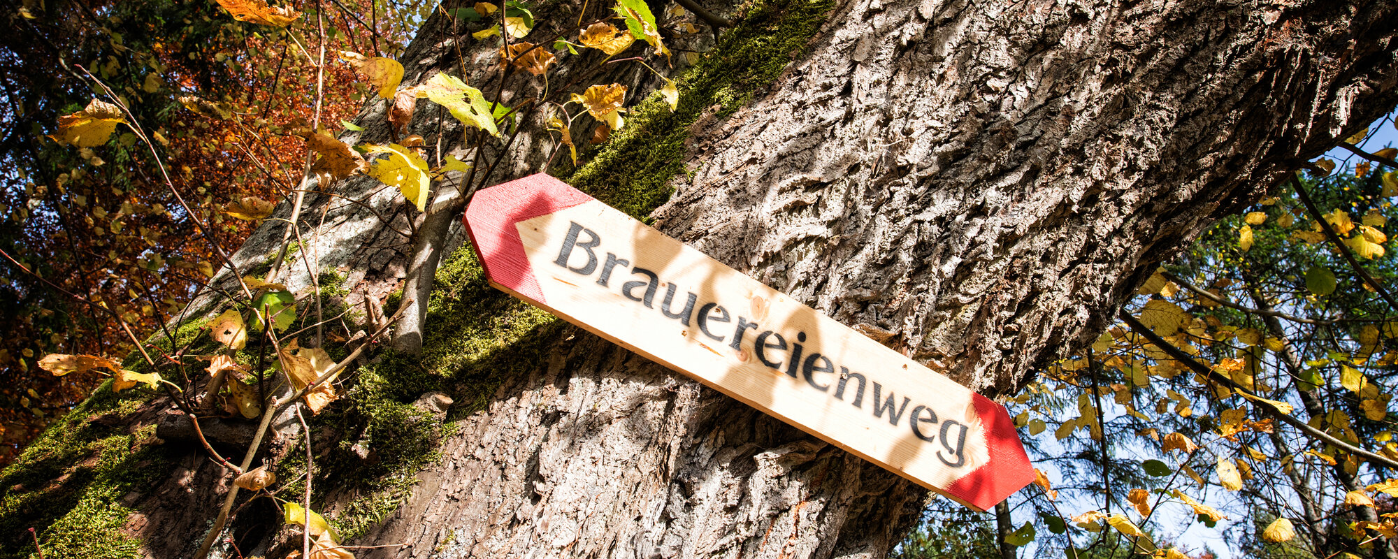 An einem Baum hängt ein Holzschild mit der Aufschrift Brauereienweg.