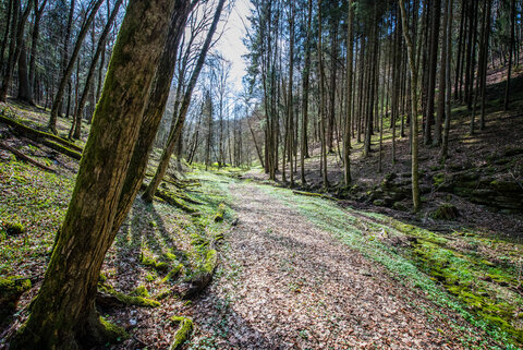 Ein mit Laub bedeckter Weg führt durch einen frühlingshaften Wald.