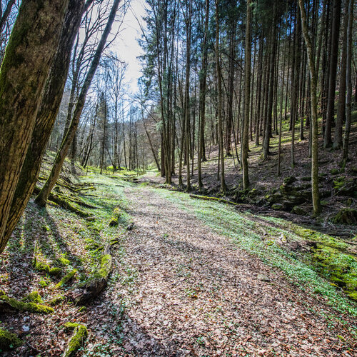 Ein mit Laub bedeckter Weg führt durch einen frühlingshaften Wald.