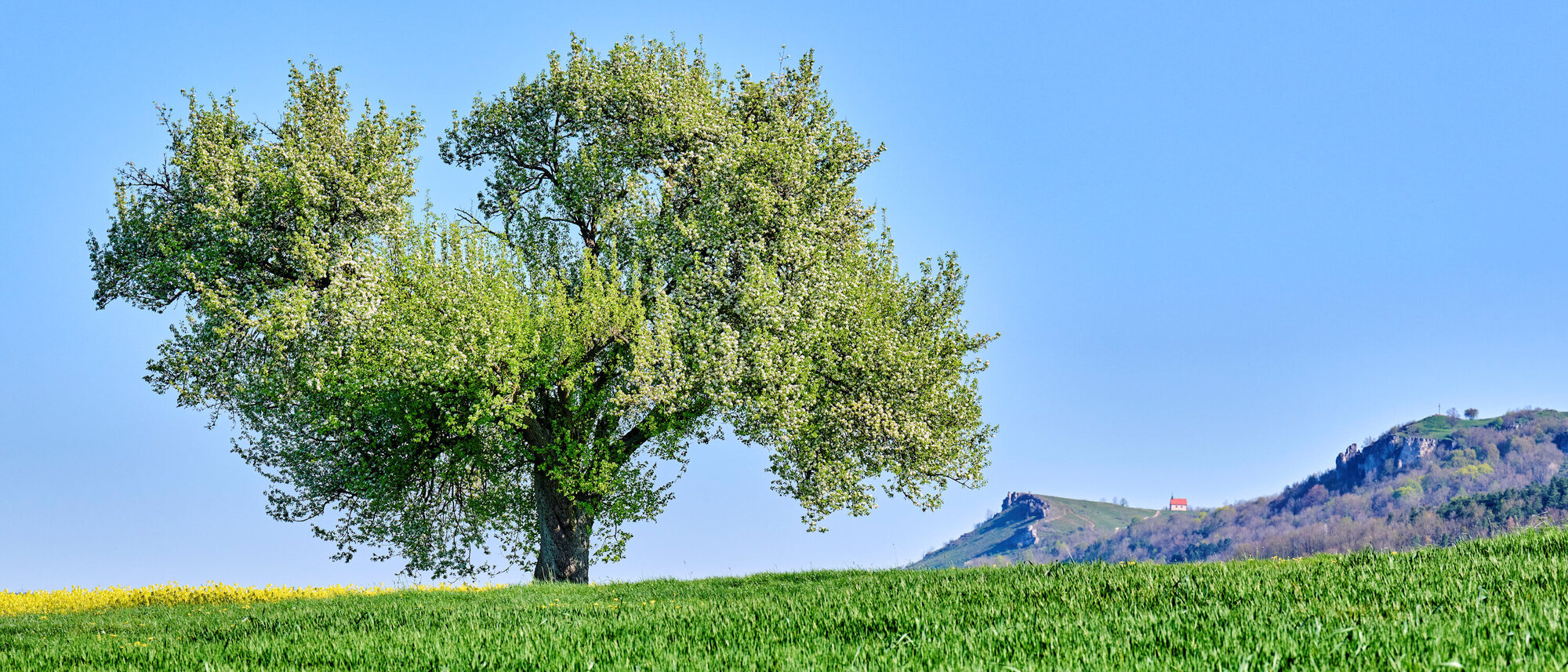 Im Vordergrund steht ein großer Baum auf einer grünen Wiese. Im Hintergrund erhebt sich das Walberla.