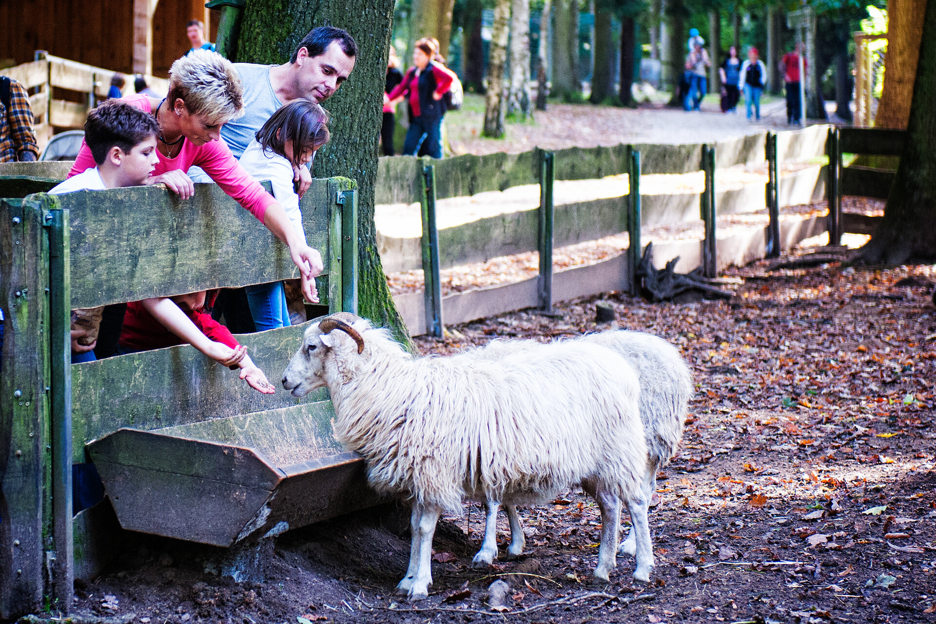 Eine Familie mit zwei Kindern lehnt sich über das Geländer an einem Tiergehege und fütter ein weißes Schaf mit Hörnern.