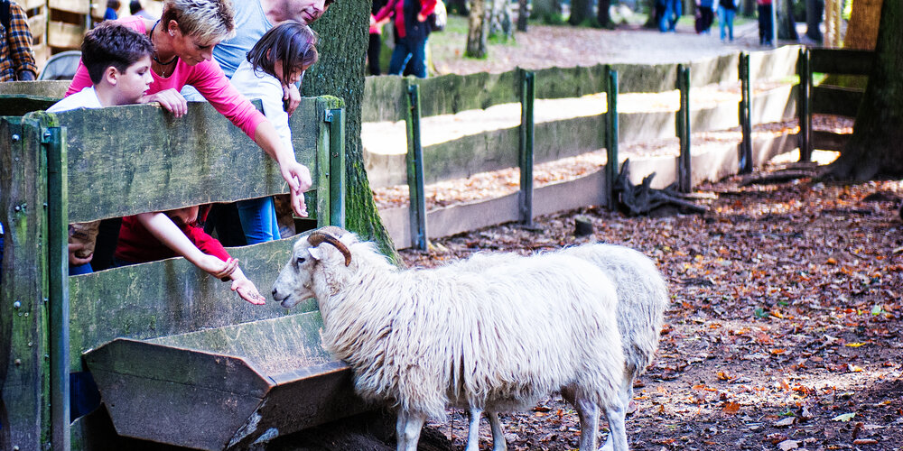 Eine Familie mit zwei Kindern lehnt sich über das Geländer an einem Tiergehege und fütter ein weißes Schaf mit Hörnern.