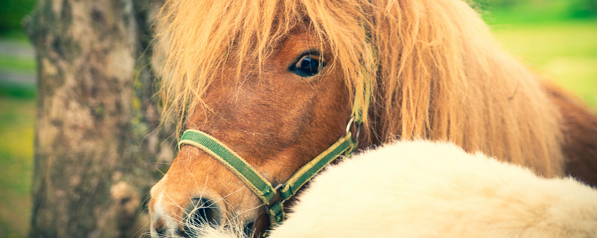 Ein braunes Pony mit hellbrauner Mähne und grünem Halfter in Nahaufnahme.